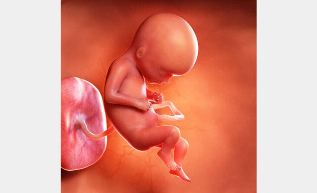 size of 6 month baby in womb