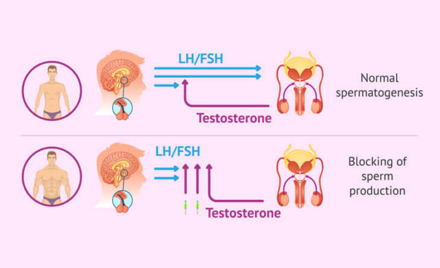 Effects of Anabolic Steroids on Male and Female Fertility