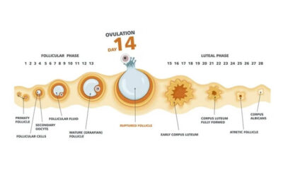 The Role of Niacin in Male Sexual Health