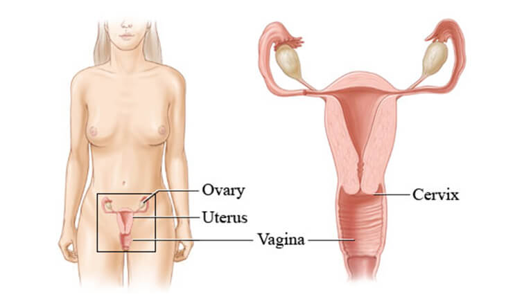 Vaginal Infections