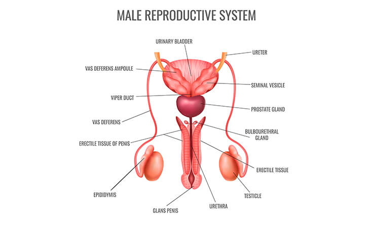 Male fertility treatment