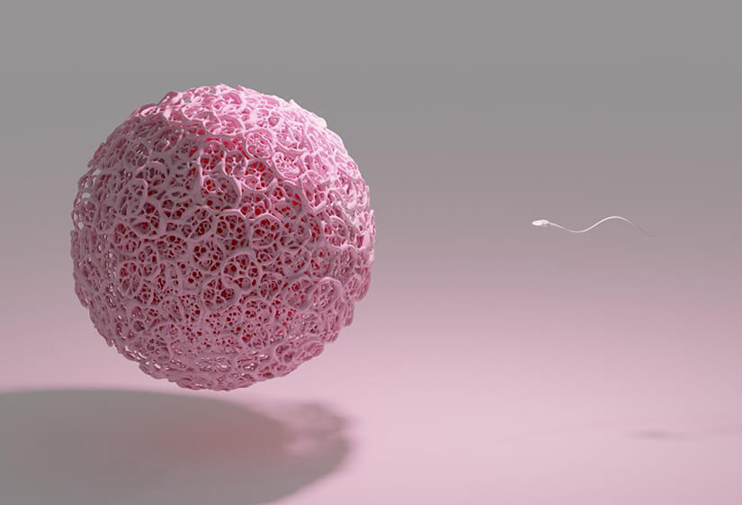 egg quality improvement